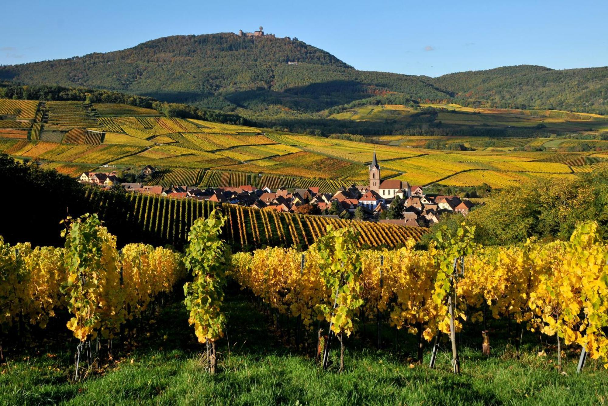 Soon - Wood * Sélestat